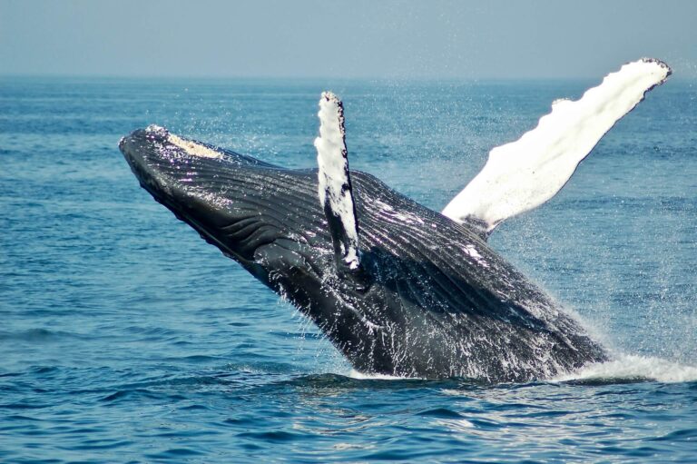 Number of Bitcoin whales surge higher, investors target Vantard | INFbusiness