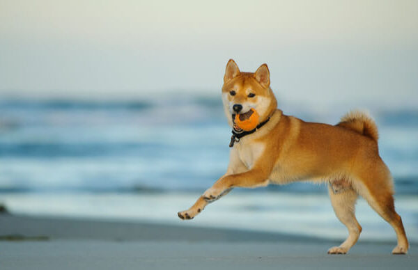 Crypto price outlooks: Ripple XRP, Shiba Inu, iDEGEN