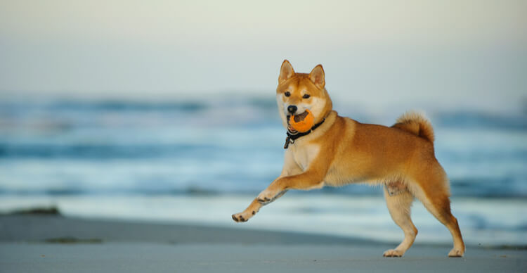 Crypto price outlooks: Ripple XRP, Shiba Inu, iDEGEN | INFbusiness