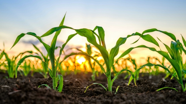 Tether already holds a minority stake in the agricultural commodities producer. (Unsplash/Getty Images)